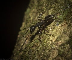 Camponotus hartogi
