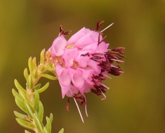 Erica labialis