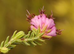 Erica labialis