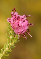 Erica labialis