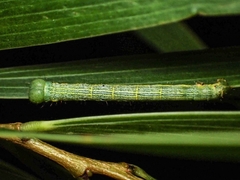 Chiasmia emersaria