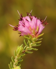 Erica labialis