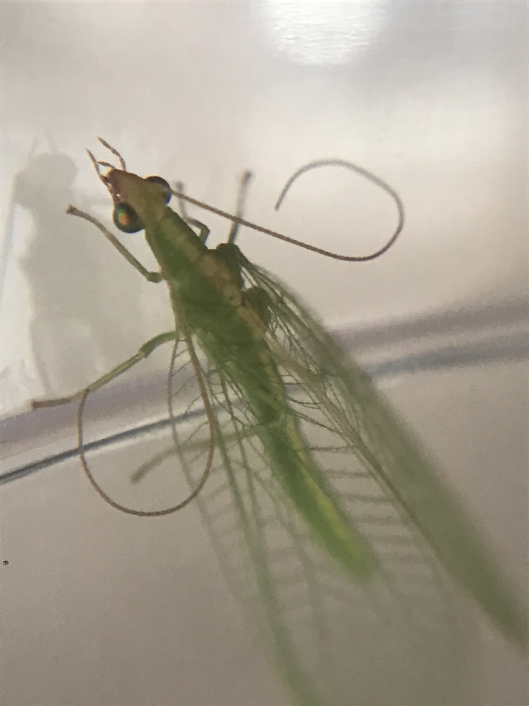 Common green lacewing (Chrysoperla carnea)