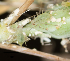 Acyrthosiphon lactucae