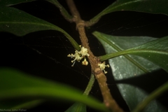 Actephila mooreana