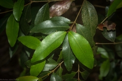 Austrobuxus swainii