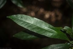 Elaeocarpus kirtonii