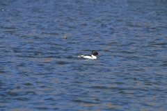 Mergus merganser