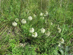 Allium stellerianum