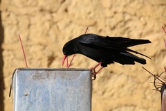 Pyrrhocorax pyrrhocorax
