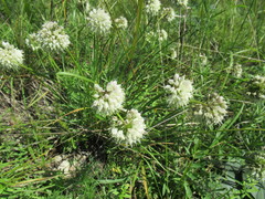 Allium stellerianum