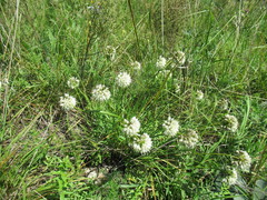 Allium stellerianum