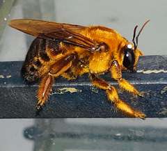 Xylocopa myops