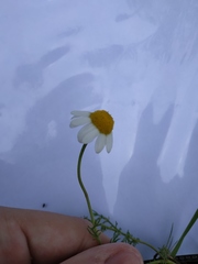 Matricaria chamomilla