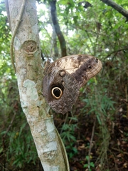 Caligo telamonius memnon