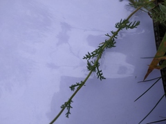 Matricaria chamomilla