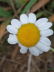 Matricaria chamomilla