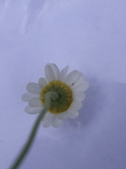 Matricaria chamomilla