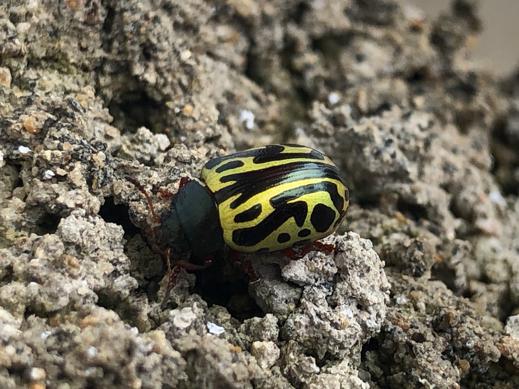 Calligrapha sallei