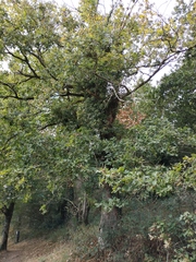 Quercus robur