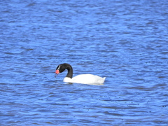 Cygnus melancoryphus