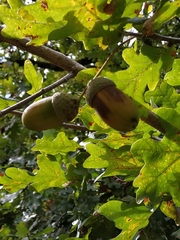 Quercus robur