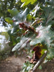 Quercus robur