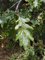 Quercus robur