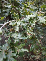 Quercus robur