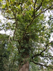 Quercus robur