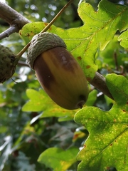 Quercus robur