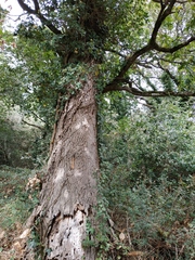 Quercus robur