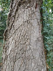 Quercus robur