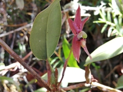 Cymbidieae