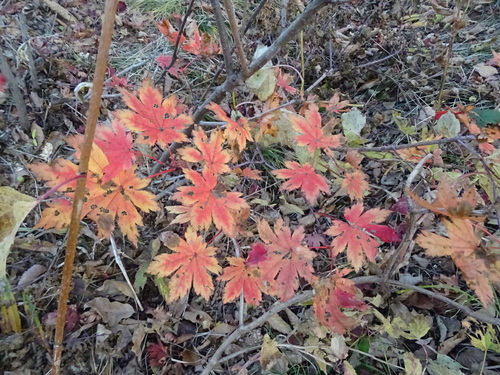 Korean maple