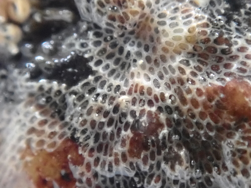 Encrusting Bryozoan, Ille-et-Vilaine, Bretagne, France, photo 3 of 10