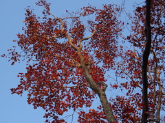 Acer pseudosieboldianum