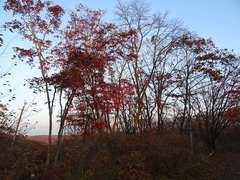 Acer pseudosieboldianum