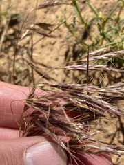 Bromus pectinatus