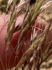 Bromus pectinatus