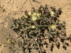 Mesembryanthemum nitidum