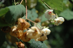 Dombeya pulchra