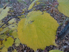 Corylus sieboldiana mandshurica