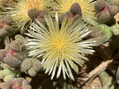 Mesembryanthemum nitidum