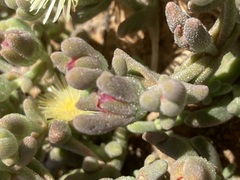 Mesembryanthemum nitidum