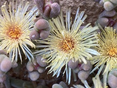 Mesembryanthemum nitidum