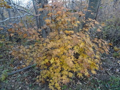 Acer pictum