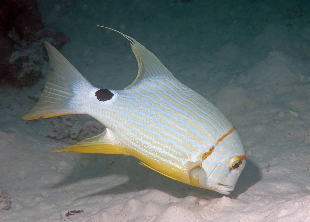Sailfin snapper (Symphorichthys spilurus) — Lutjanidae