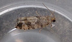 Zeiraphera canadensis