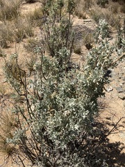 Atriplex nummularia nummularia